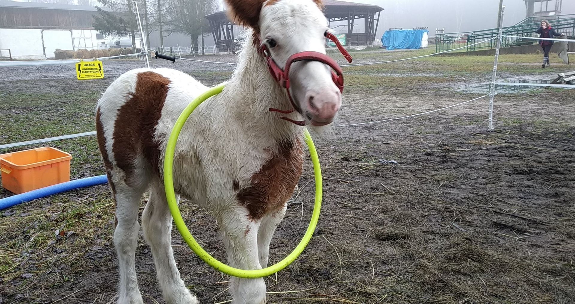 Na zdjęciu Monte, źrebak z Akademickiego Ośrodka Jeździeckiego